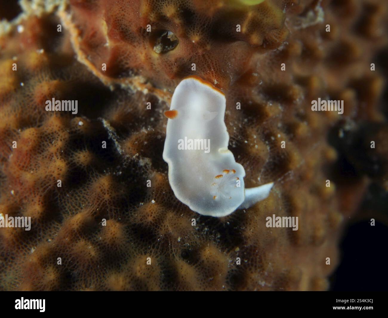 Une petite nudibranche blanche au corps transparent, nudibranche jaune (Ardeadoris angustolutea), sur la surface corallienne, site de plongée Twin Reef, Penyapangan, Bali Banque D'Images