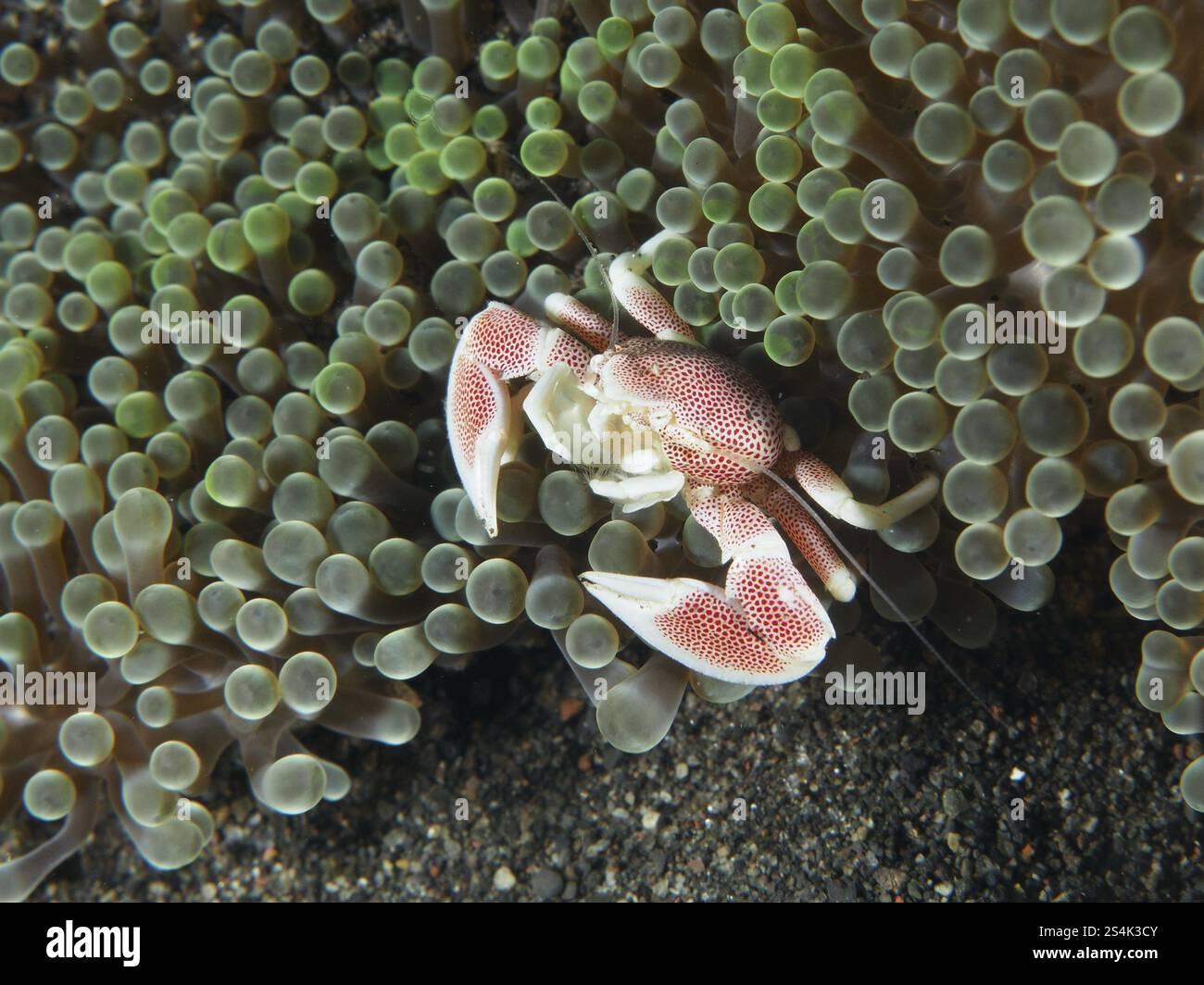 Petit crabe en porcelaine tacheté (Neopetrolisthes maculatus) caché entre les tentacules d'une anémone verte de mer, site de plongée Puri Jati, Umeanyar, Bali, Ind Banque D'Images