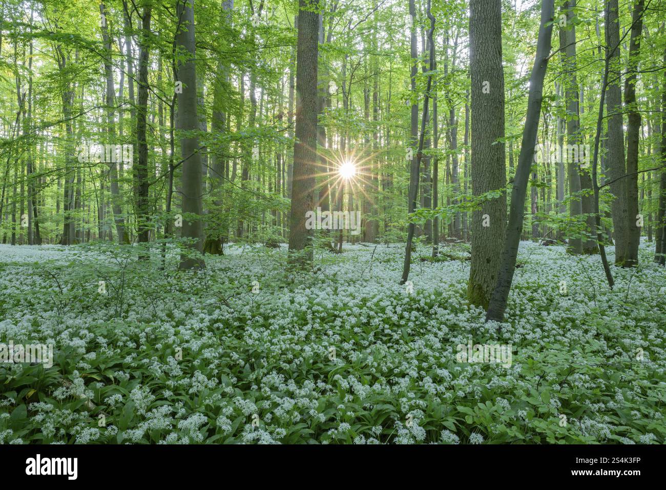 Forêt de feuillus quasi naturelle avec ail sauvage fleuri (Allium ursinum), étoile du soleil, parc national de Hainich, Thuringe, Allemagne, Europe Banque D'Images