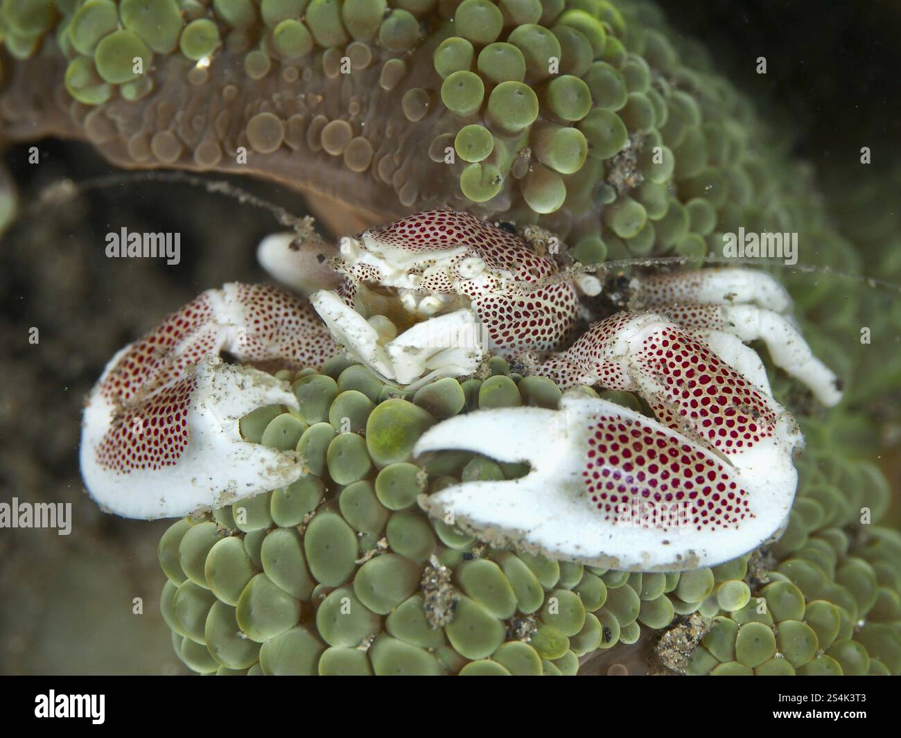 Crabe au motif visible, crabe en porcelaine tacheté (Neopetrolisthes maculatus), sur une anémone verte de mer en milieu marin, site de plongée House Reef Banque D'Images