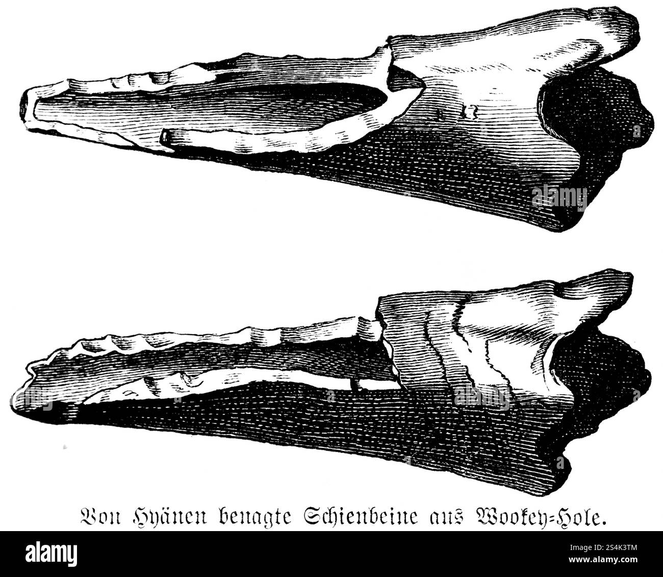 Hyena ronge le tibia des grottes de Wookey Hole, comté de Somerset, grotte de calcaire, os des jambes, biologie, ronger, paléontologie, géologie, découverte archéologique, Banque D'Images