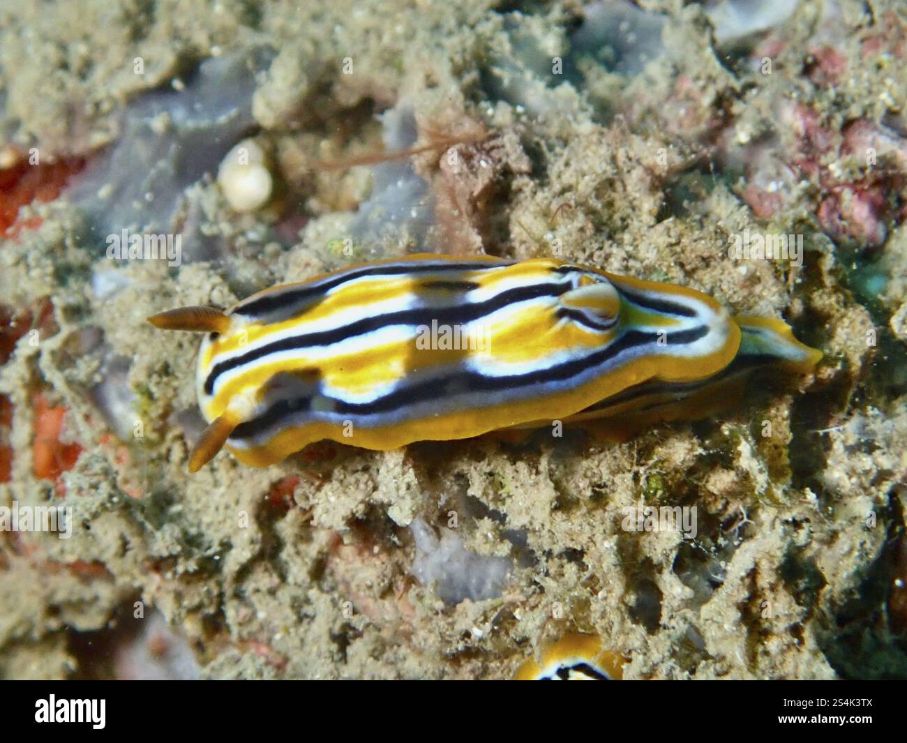 Escargot de mer animé avec motif rayé, escargot étoilé de Coleman (Chromodoris colemani), rampant sur un fond marin sablonneux, site de plongée Prapat, Penyapangan, Bali Banque D'Images