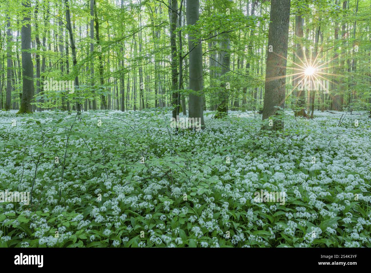 Forêt de feuillus quasi naturelle avec ail sauvage fleuri (Allium ursinum), étoile du soleil, parc national de Hainich, Thuringe, Allemagne, Europe Banque D'Images
