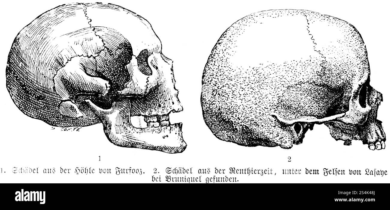 Vue latérale de différents crânes de différentes fouilles, grotte de Furfooz en Belgique, rochers près de Bruniquel, archéologie, paléontologie, histoire de manki Banque D'Images