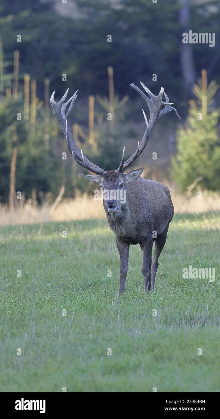 Cerf roux (Cervus elaphus) en saison d'ornithage, cerf capital, vingt extrémité, courant à travers une forêt de défrichement dans la soirée, faune, Sauerland, Nord RHI Banque D'Images