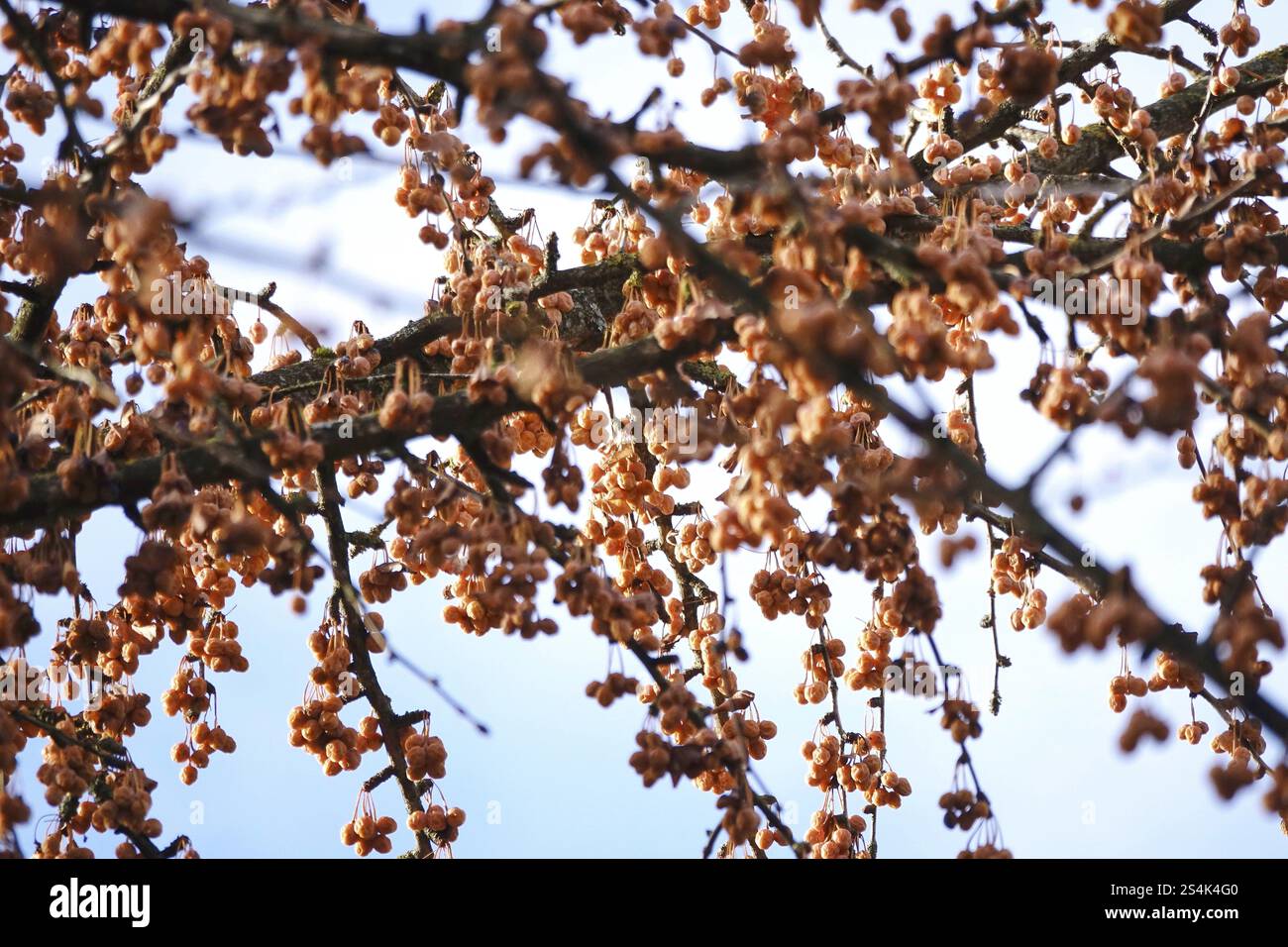 Fruits d'un ginkgo, hiver, Allemagne, Europe Banque D'Images