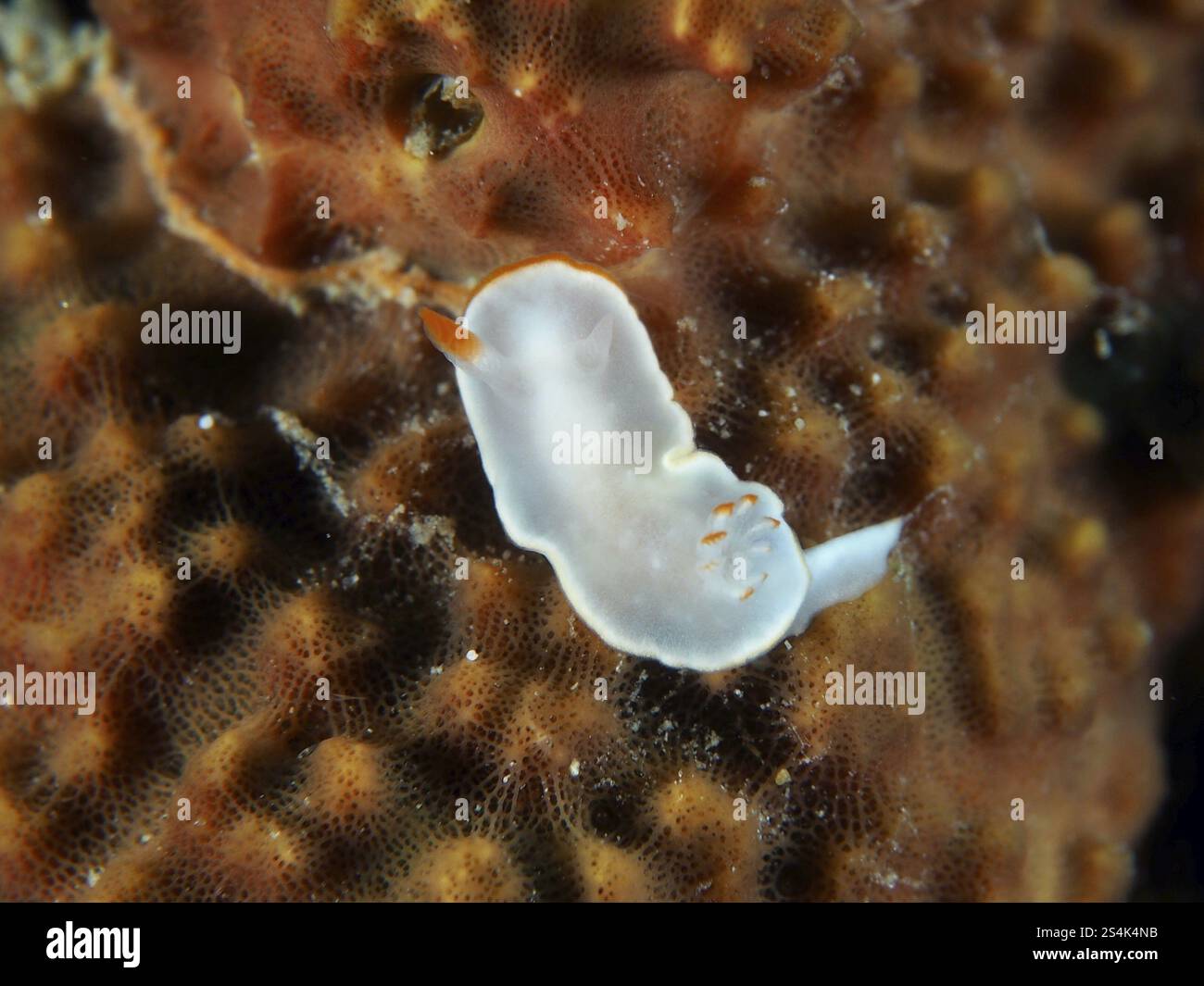 Nudibranche blanche transparente aux accents orange, nudibranche jaune (Ardeadoris angustolutea), sur la surface corallienne, site de plongée Twin Reef, Penyapangan, Ba Banque D'Images