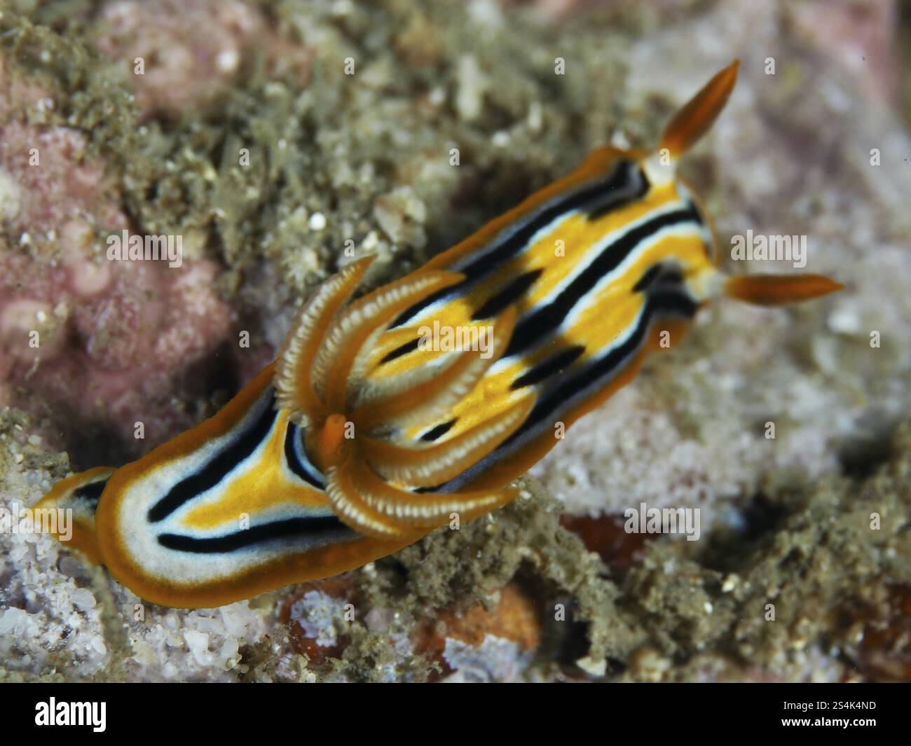 Un escargot de mer aux rayures vives, escargot étoilé de Coleman (Chromodoris colemani), sur fond marin sablonneux, site de plongée Prapat, Penyapangan, Bali, Indonésie, Asie Banque D'Images