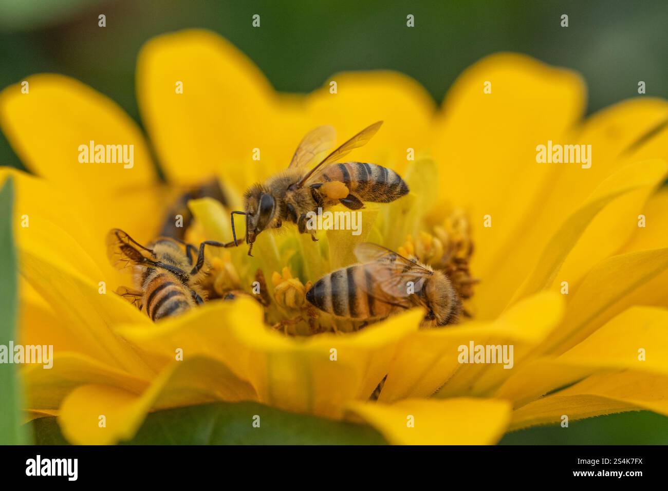 Abeille (Apis mellifera) avec des paniers de pollen prend son envol de fleur jaune dans le jardin d'été Banque D'Images