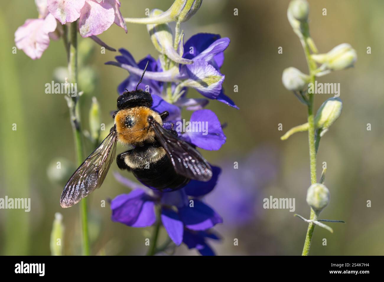 Gros plan de Bumblebee oriental (Bombus impatiens) collectant le pollen de fleur violette dans le jardin d'été Banque D'Images