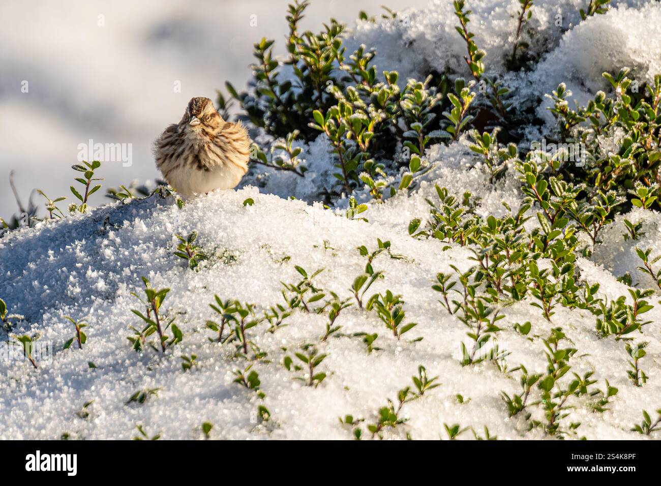 Moineau de chant (Melospiza melodia) avec plumage peluché perché sur un buisson couvert de neige dans le Metro Atlanta, Géorgie. (ÉTATS-UNIS) Banque D'Images