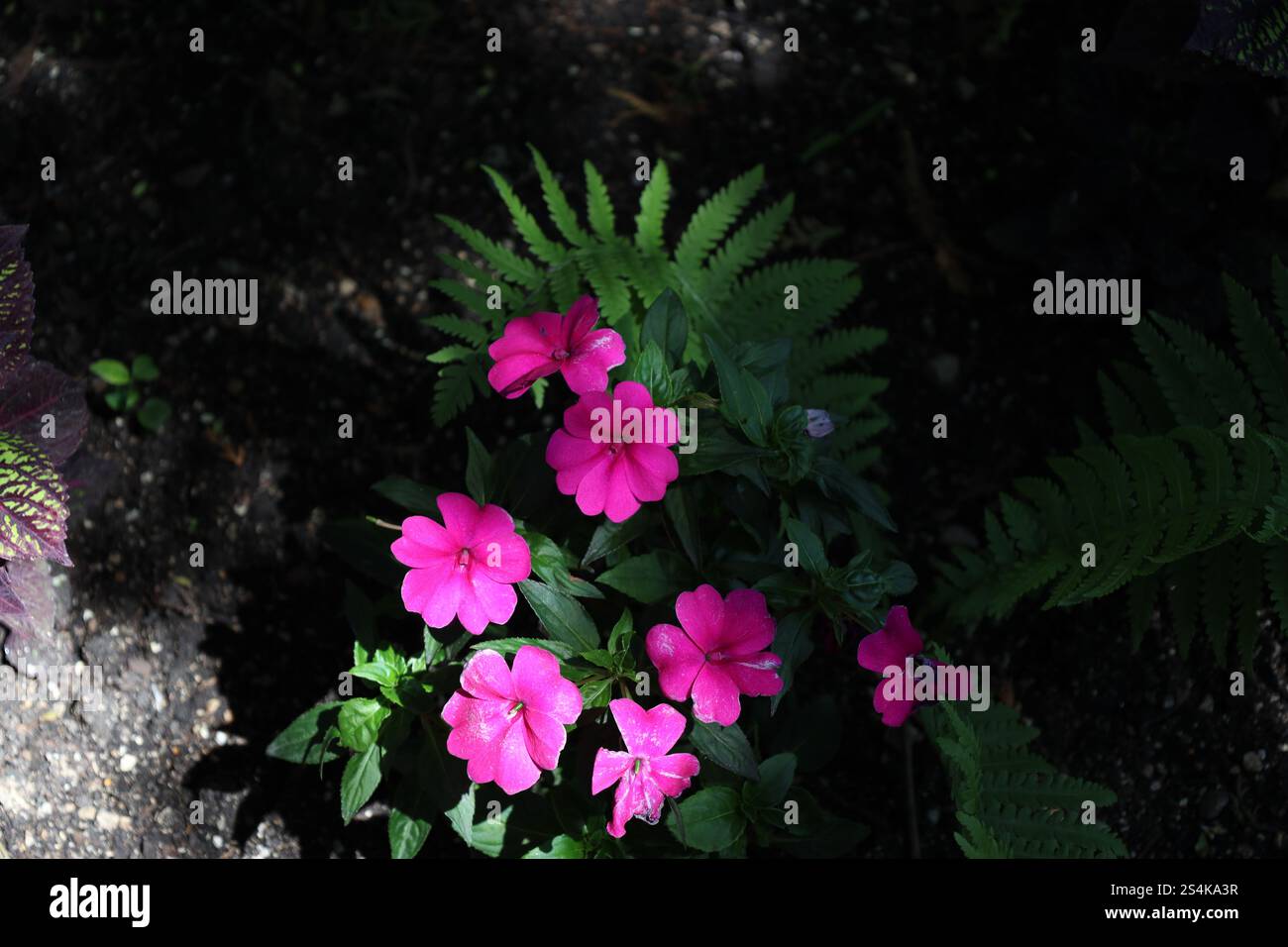 grappe de fleurs roses violettes à l'ombre contre des feuilles vert foncé Banque D'Images