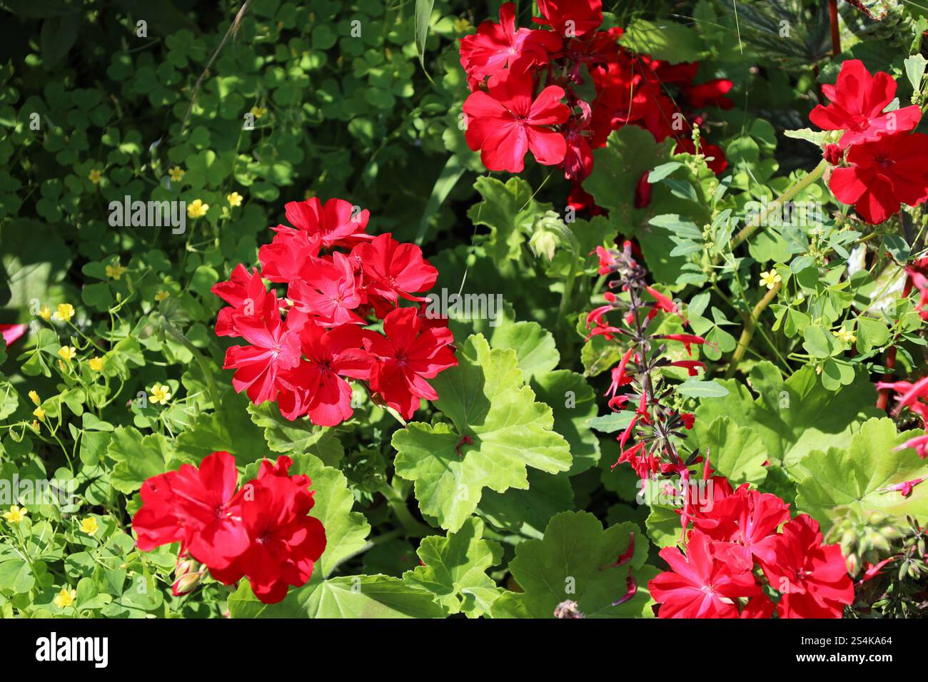tableau de fleurs rouges vives au soleil contre des feuilles vert clair Banque D'Images