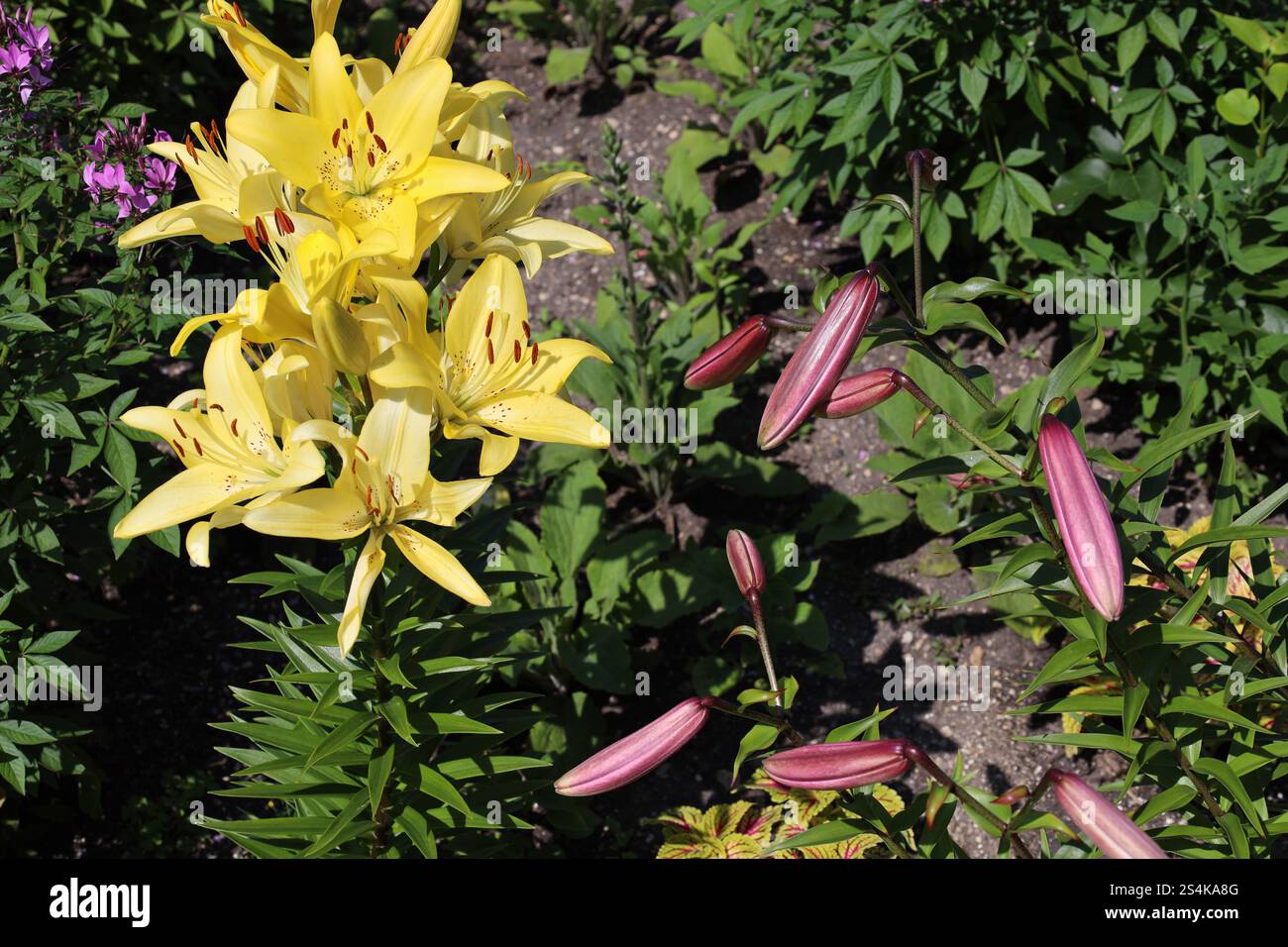 éclats de grandes fleurs jaunes et bourgeons rouges violets roses Banque D'Images