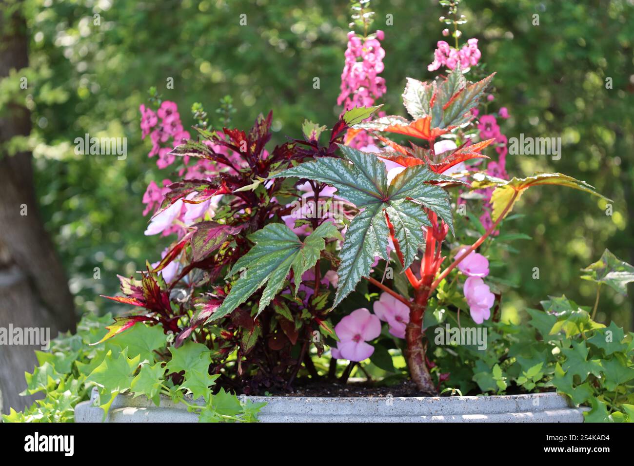 plante avec des tiges rouges, des feuilles vertes et des fleurs rose violet clair Banque D'Images