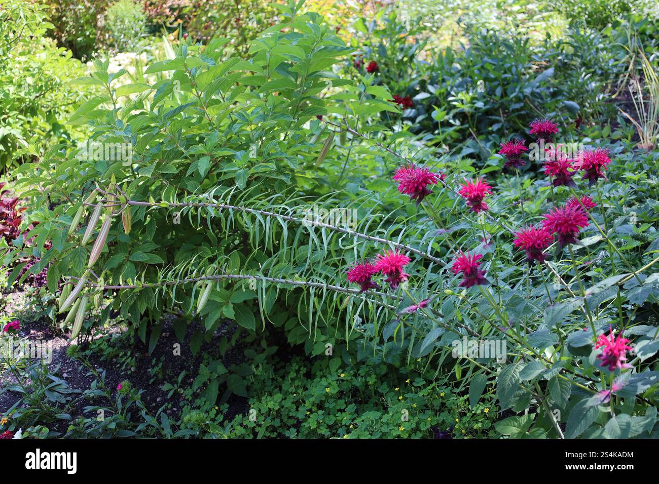 longues tiges avec de gros bourgeons à l'extrémité et éclat de fleurs violettes roses Banque D'Images