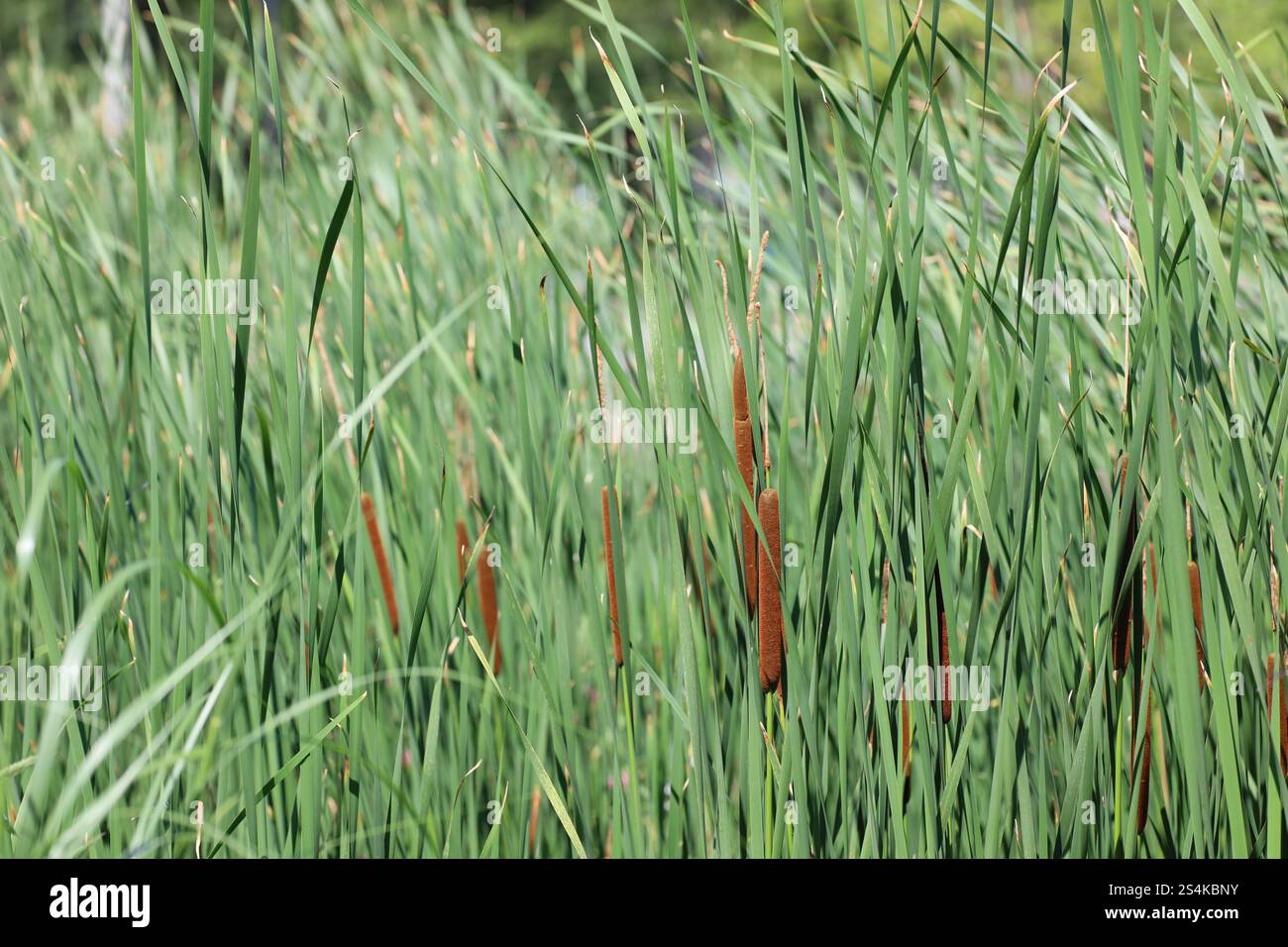 gros plan d'herbe mélangée, roseaux, taureaux avec des queues Banque D'Images gros plan d'herbe mélangée, roseaux, taureaux avec des queues Banque D'Images