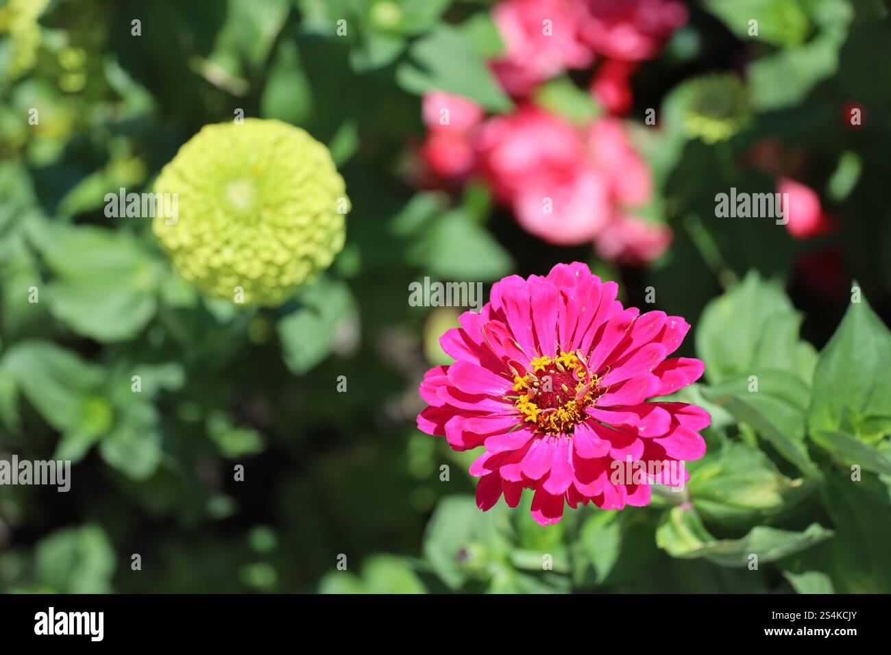 grande fleur rouge violet rose Banque D'Images