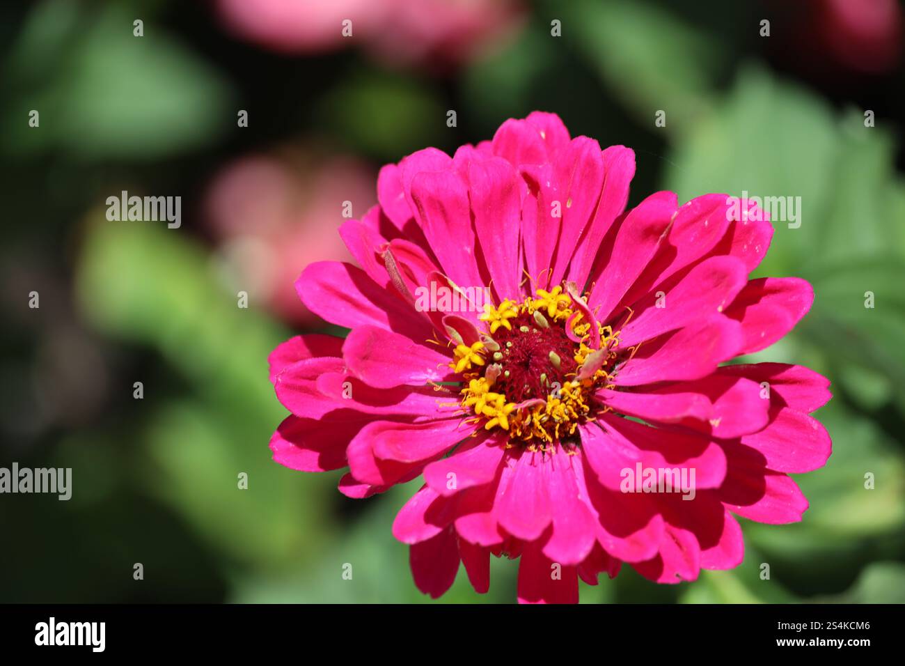 gros plan grande fleur rose violet rouge Banque D'Images