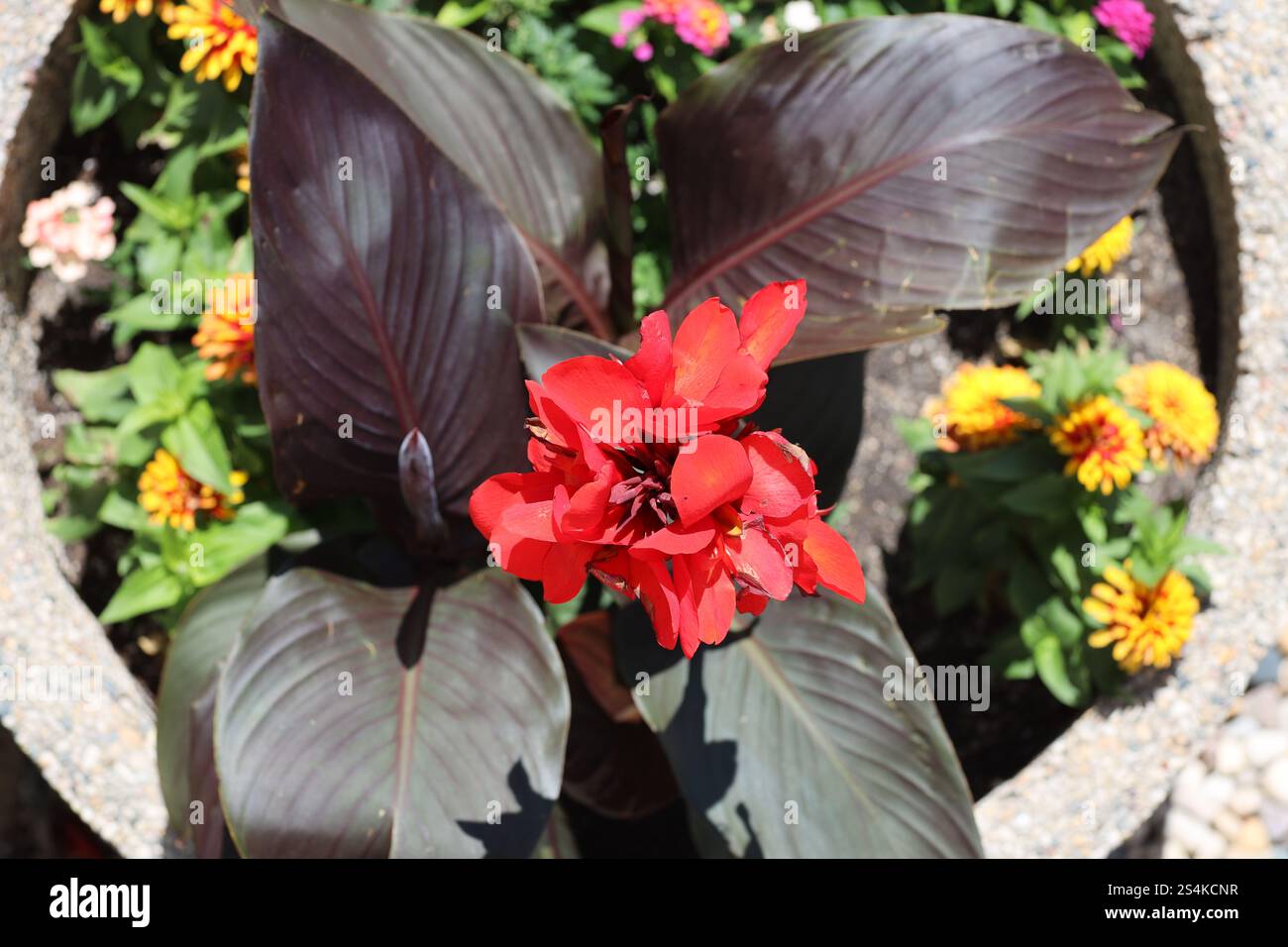 grande fleur rouge contre des feuilles violet vert foncé dans une jardinière en béton Banque D'Images