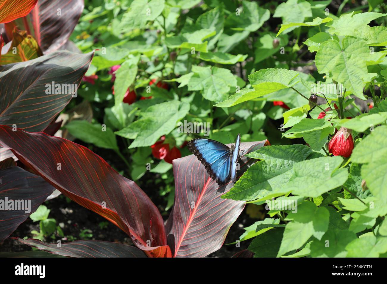 papillon bleu clair et noir repose sur la feuille de bordeaux violet au soleil Banque D'Images