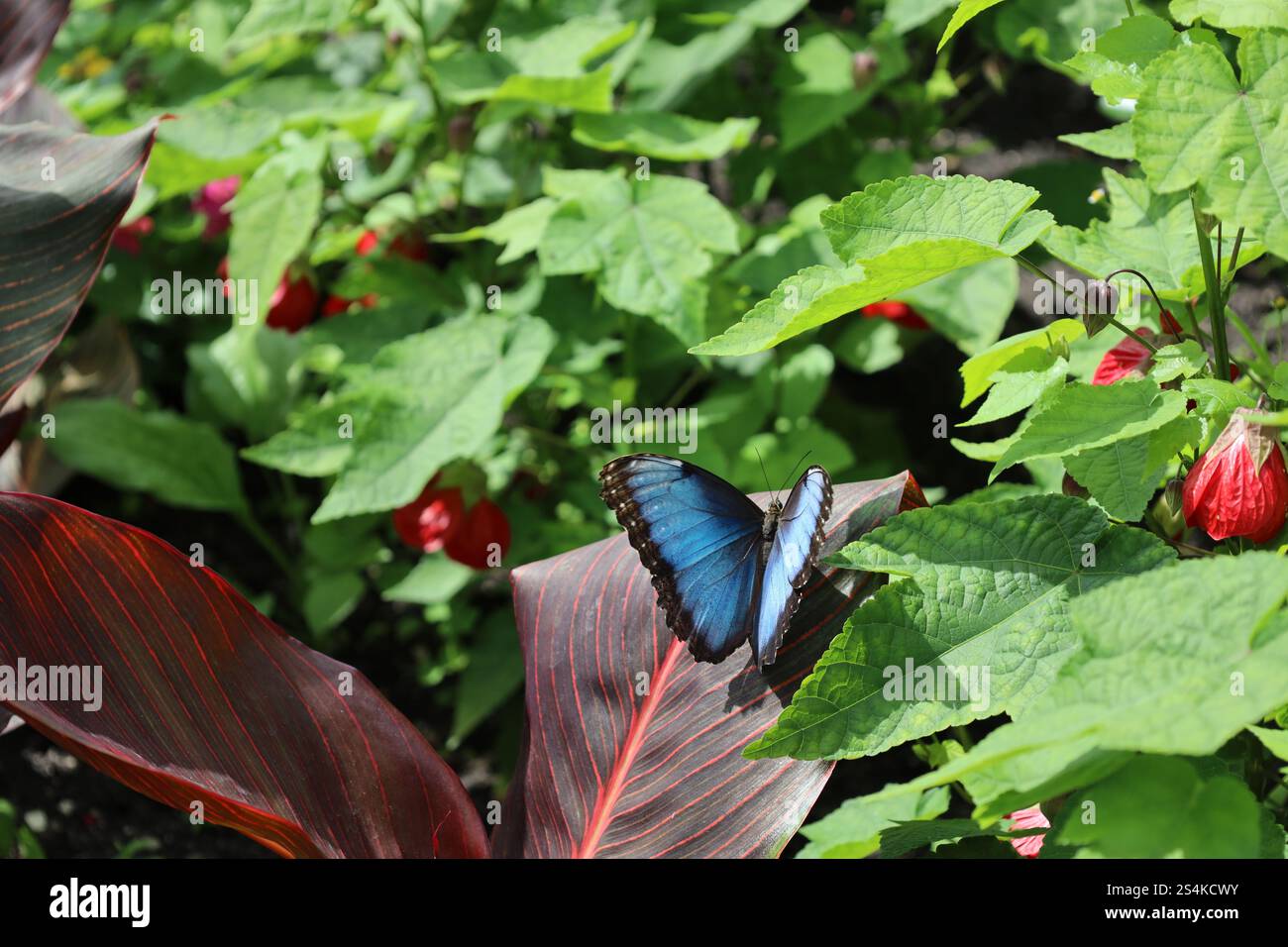 gros plan papillon bleu clair et noir repose sur une feuille de bordeaux violet au soleil Banque D'Images