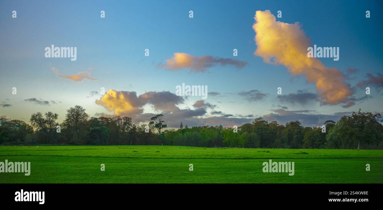 Un champ d'herbe avec quelques arbres en arrière-plan. Le ciel est bleu avec quelques nuages Banque D'Images