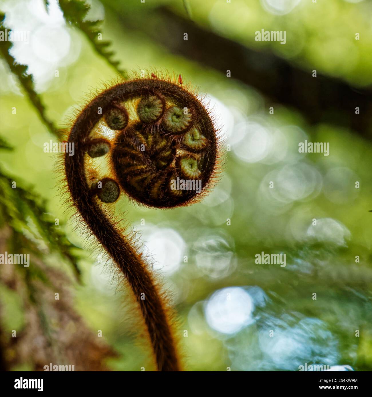 Gros plan d'une fronde de fougères appelée koru qui commence à se déployer dans une nouvelle feuille, parc national de Nelson Lakes, région de Tasman, île du sud, Nouvelle-Zélande. Banque D'Images