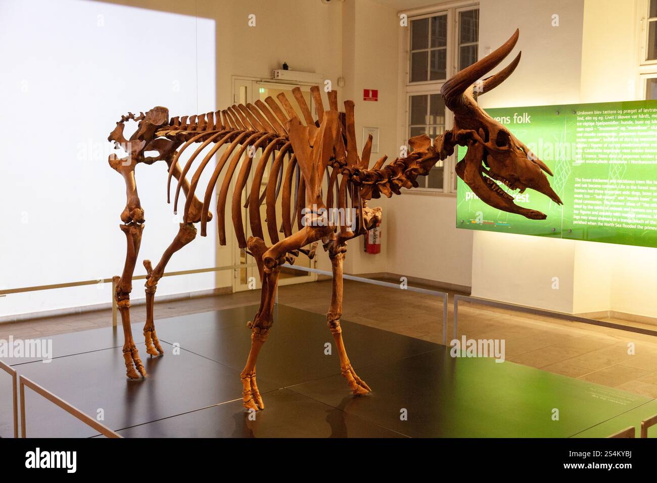 Buffle préhistorique au Danemark, au Musée national du Danemark à Copenhague Banque D'Images