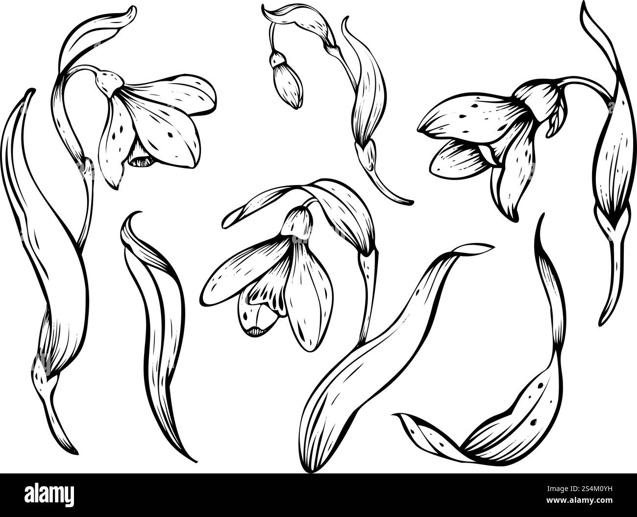 Illustration vectorielle Snowdrop. Fleurs de printemps en fleurs. Dessin linéaire à l'encre noire dessiné à la main de délicates fleurs blanches avec des feuilles. Ensemble botanique Illustration de Vecteur