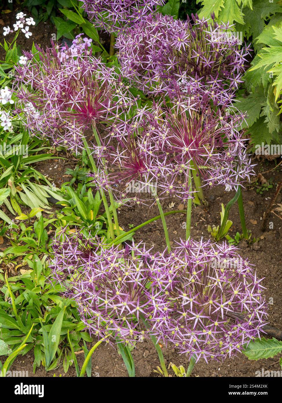 Fleurs d'allium violettes globulaires poussant dans coton Manor Garden en juin, Northants, Angleterre, Royaume-Uni Banque D'Images