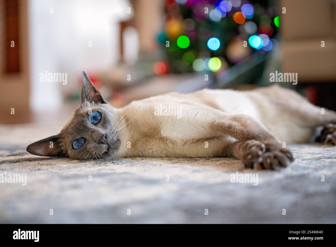 Chat siamois allongé sur un tapis devant l'arbre de Noël avec des lumières, maison d'animal de compagnie de famille festive Banque D'Images