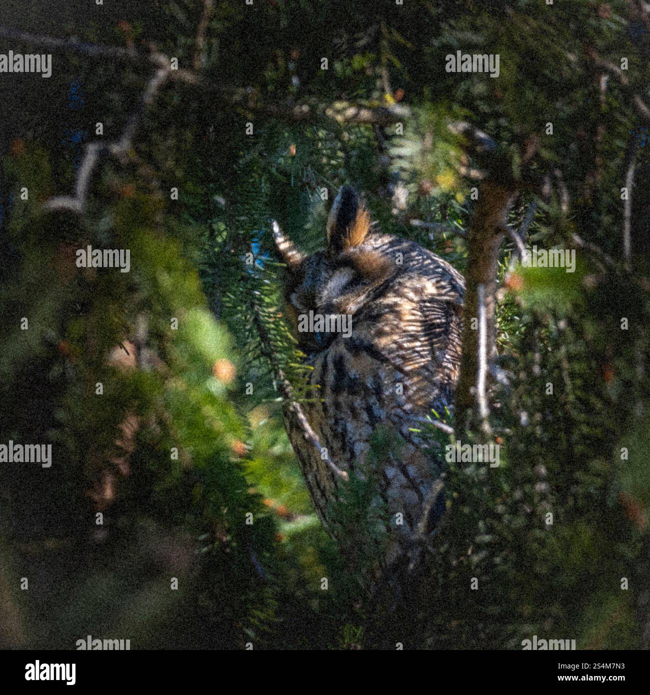 hibou moucheté à longues oreilles assis dans un sapin dense, hibou dort dans la cachette, branches d'épinette entourent l'oiseau de nuit, sieste l'après-midi dans l'arbre, contraste Banque D'Images
