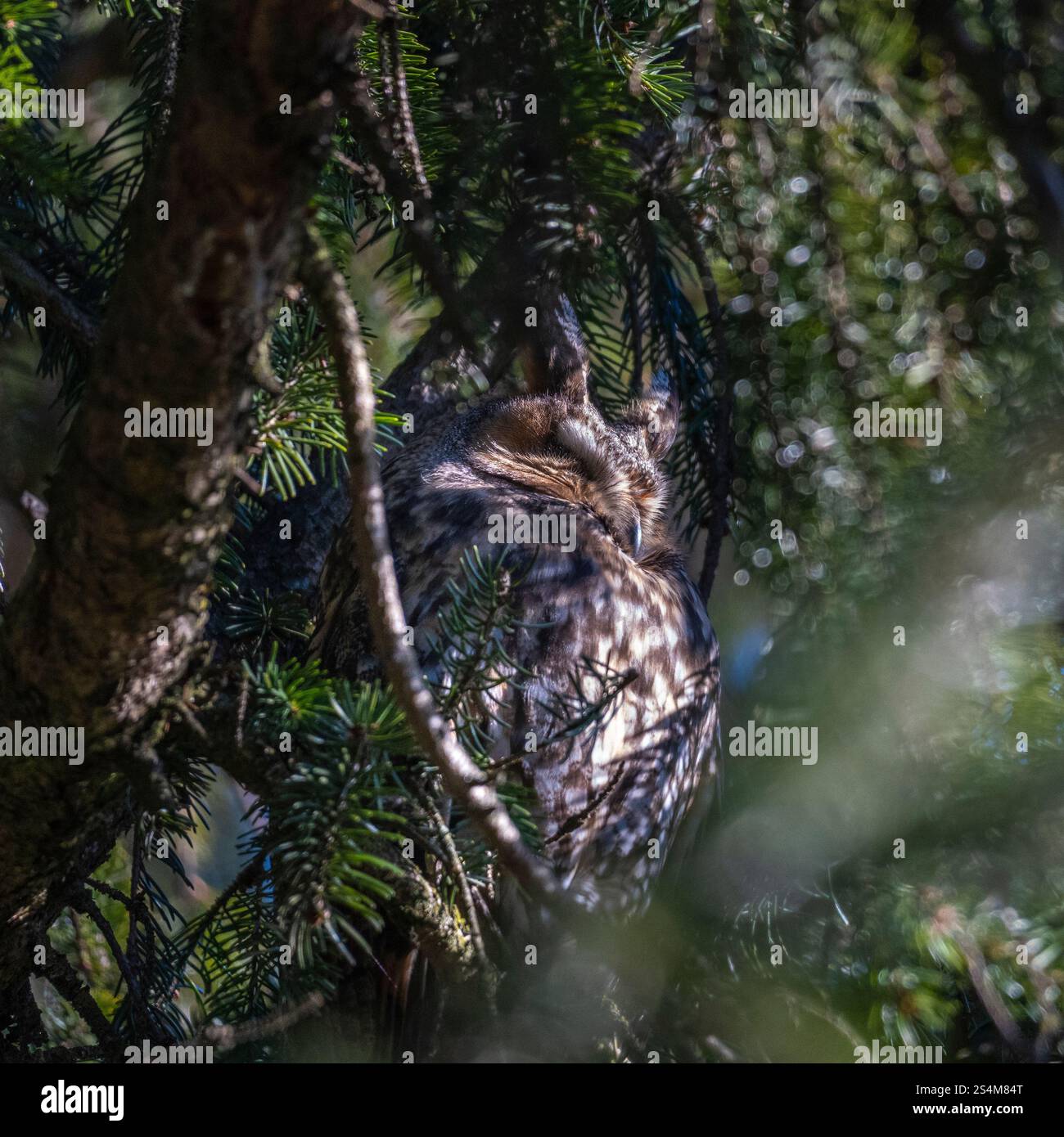 hibou moucheté à longues oreilles assis dans un sapin dense, hibou dort dans la cachette, branches d'épinette entourent l'oiseau de nuit, sieste l'après-midi dans l'arbre, contraste Banque D'Images