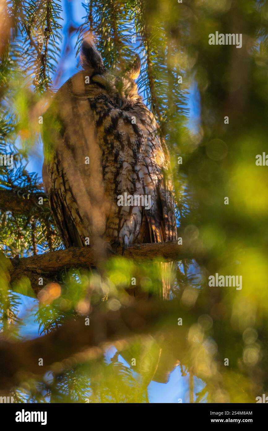 hibou moucheté à longues oreilles assis dans un sapin dense, hibou dort dans la cachette, branches d'épinette entourent l'oiseau de nuit, sieste l'après-midi dans l'arbre, contraste Banque D'Images