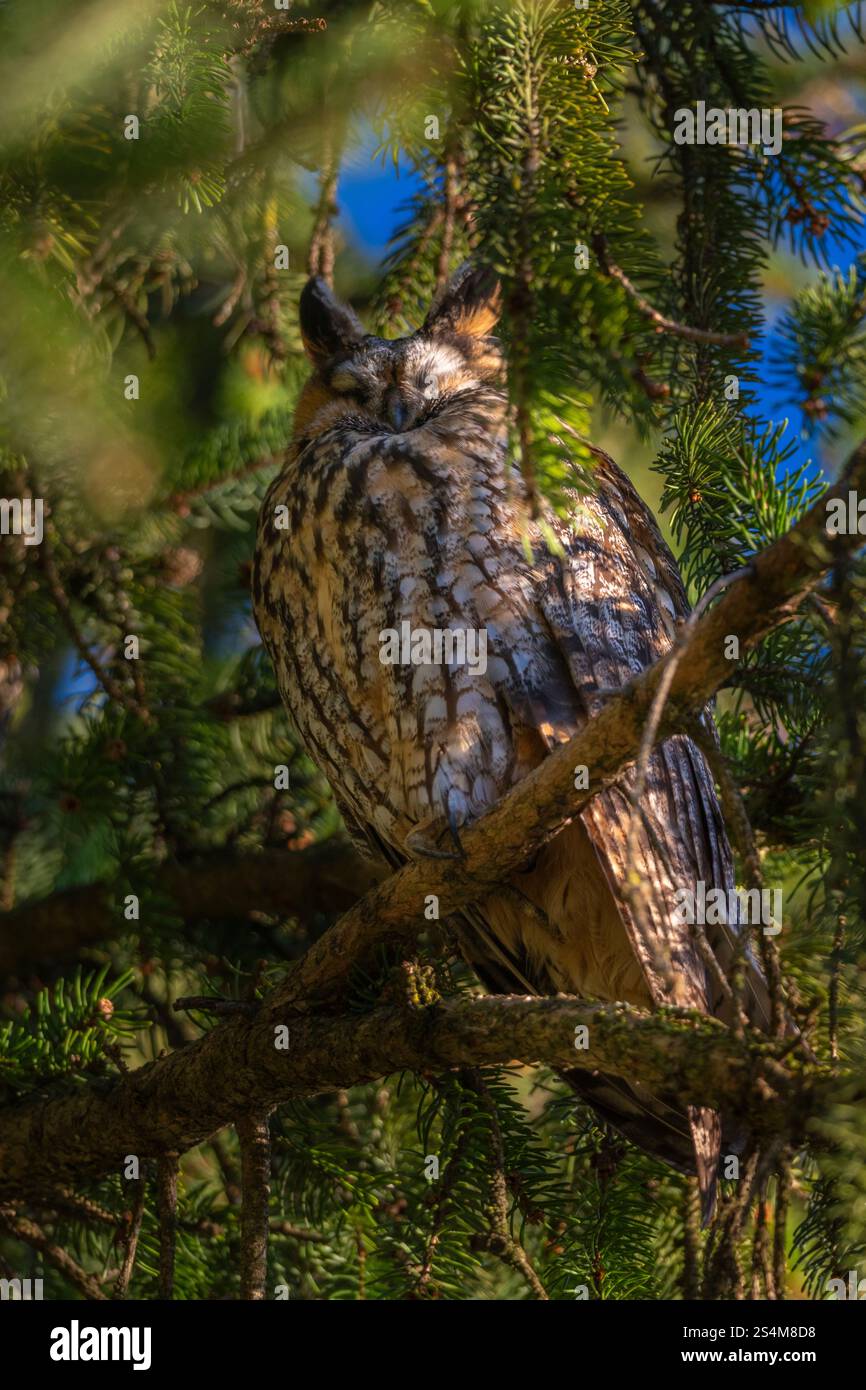 hibou moucheté à longues oreilles assis dans un sapin dense, hibou dort dans la cachette, branches d'épinette entourent l'oiseau de nuit, sieste l'après-midi dans l'arbre, contraste Banque D'Images