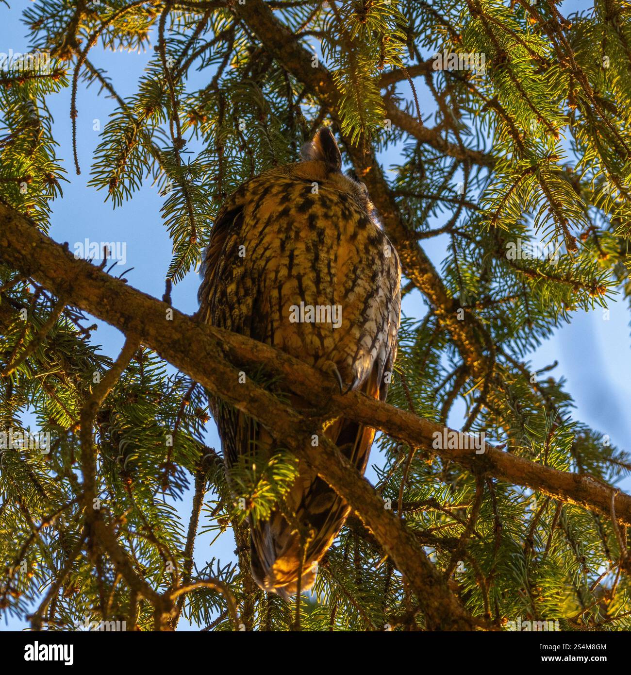 hibou moucheté à longues oreilles assis dans un sapin dense, hibou dort dans la cachette, branches d'épinette entourent l'oiseau de nuit, sieste l'après-midi dans l'arbre, contraste Banque D'Images