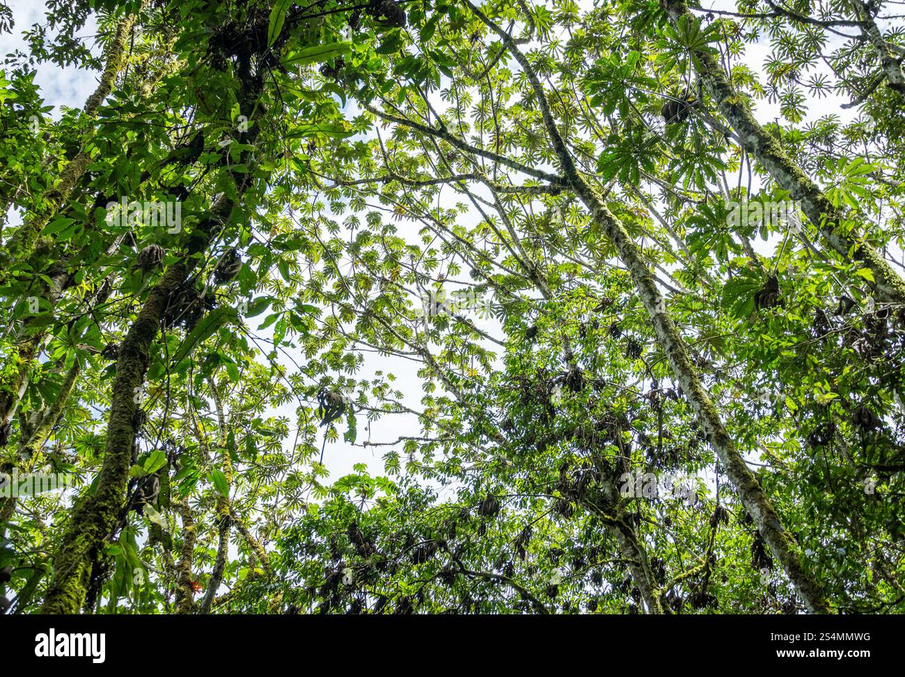 Feuillage vert vibrant à angle bas de la forêt tropicale d'Oxapampa, mettant en valeur la canopée dense et diverses espèces végétales indigènes de l'Amazonie péruvienne. Banque D'Images