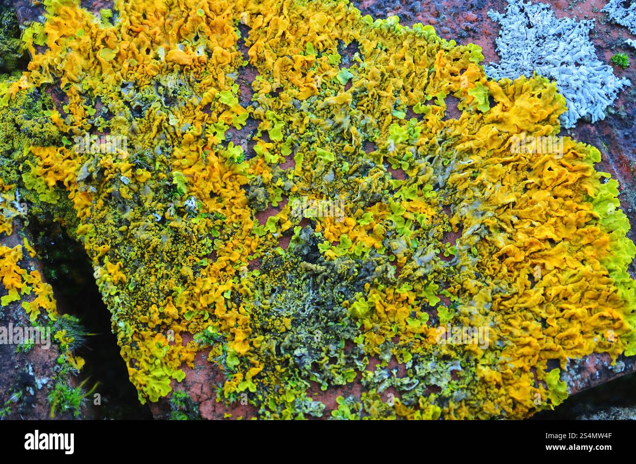 Macro, gros plan. Toile de fond de lichen jaune, vert et blanc. Banque D'Images