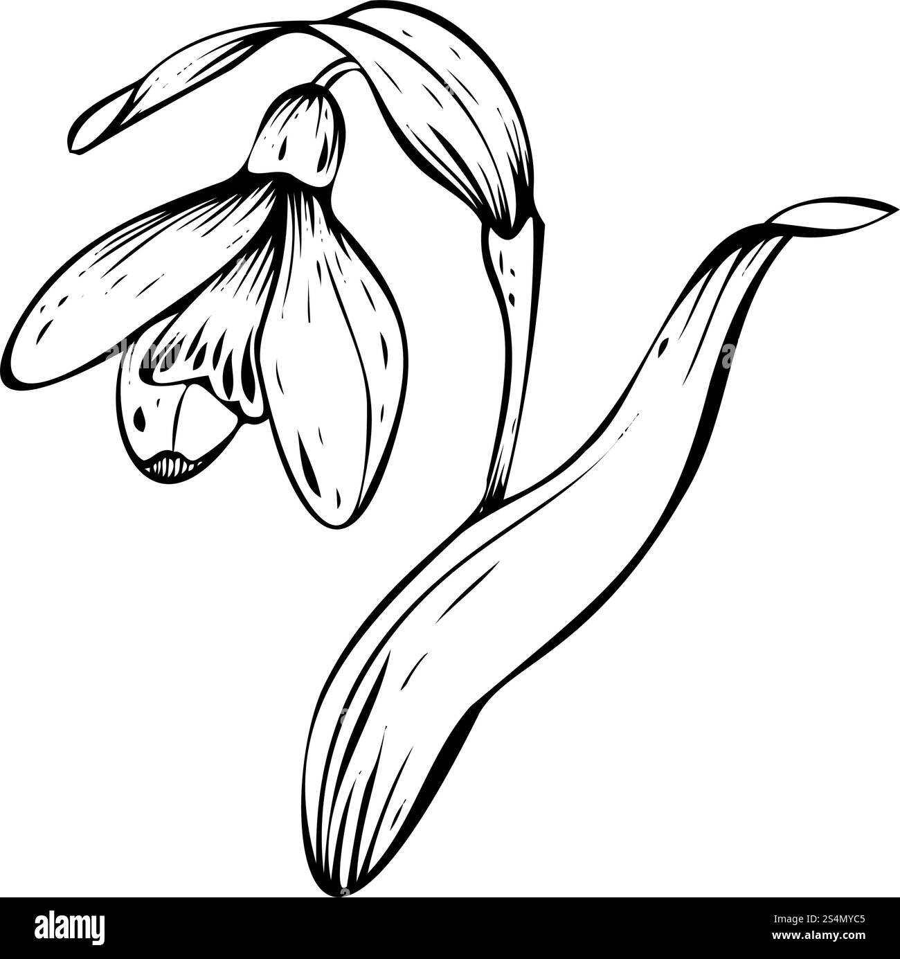 Illustration vectorielle Snowdrop. Fleurs de printemps en fleurs. Dessin linéaire à l'encre noire dessiné à la main de délicates fleurs blanches avec des feuilles. Ensemble botanique Illustration de Vecteur