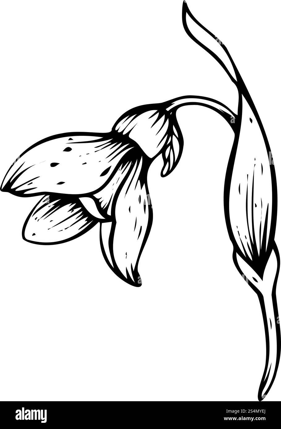 Illustration vectorielle Snowdrop. Fleurs de printemps en fleurs. Dessin linéaire à l'encre noire dessiné à la main de délicates fleurs blanches avec des feuilles. Ensemble botanique Illustration de Vecteur