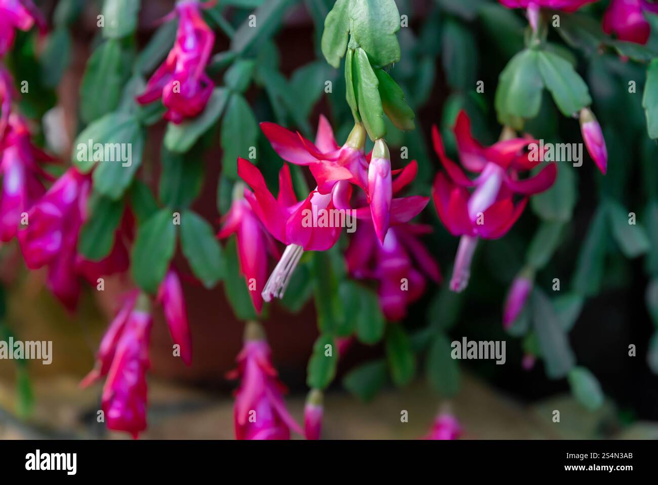 Le vibrant cactus Schlumbergera buckleyi avec des fleurs roses saisissantes et des feuilles segmentées vertes luxuriantes, un complément parfait aux collections de plantes d'intérieur Banque D'Images