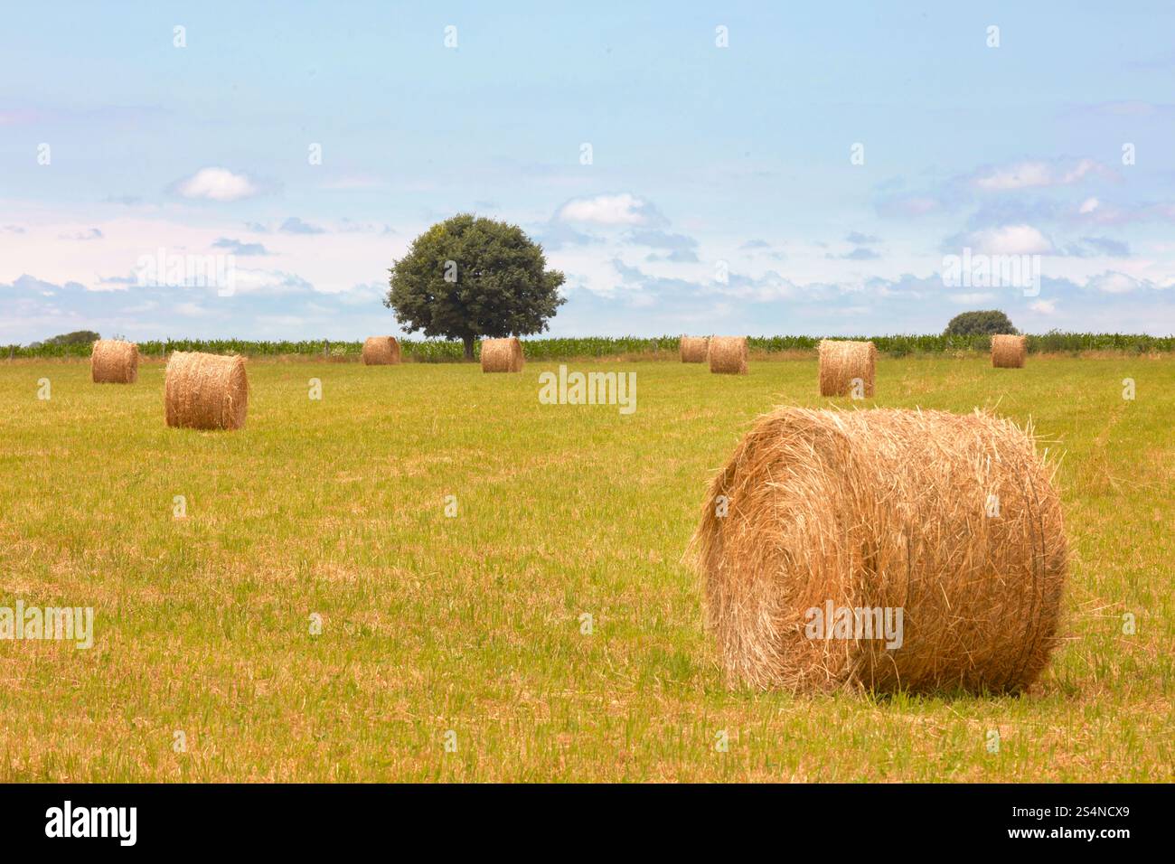 Balles de foin dans un champ à Estancia El Ombu, San Antonio de Areco, province de Buenos Aires, Argentine. Banque D'Images