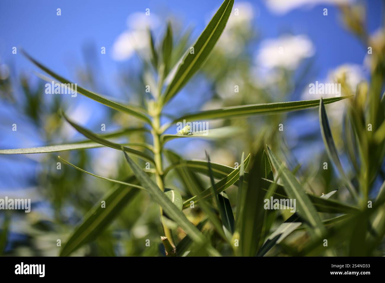 Olivier avec Grasshopper en vue Banque D'Images