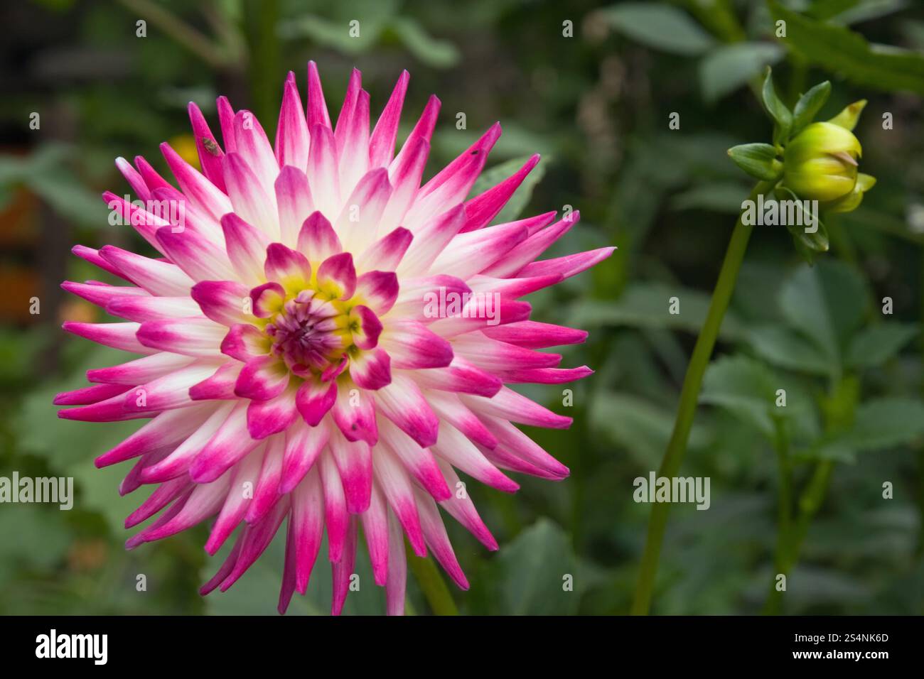 Fleur de dahlia rose-blanc dans le jardin Banque D'Images