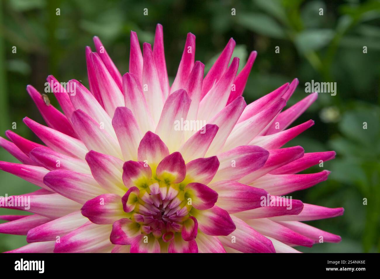 Partie de fleur de dahlia rose-blanc dans le jardin Banque D'Images