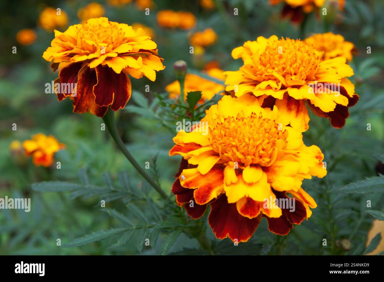 Fleur de soucis jaune-orange dans le jardin Banque D'Images