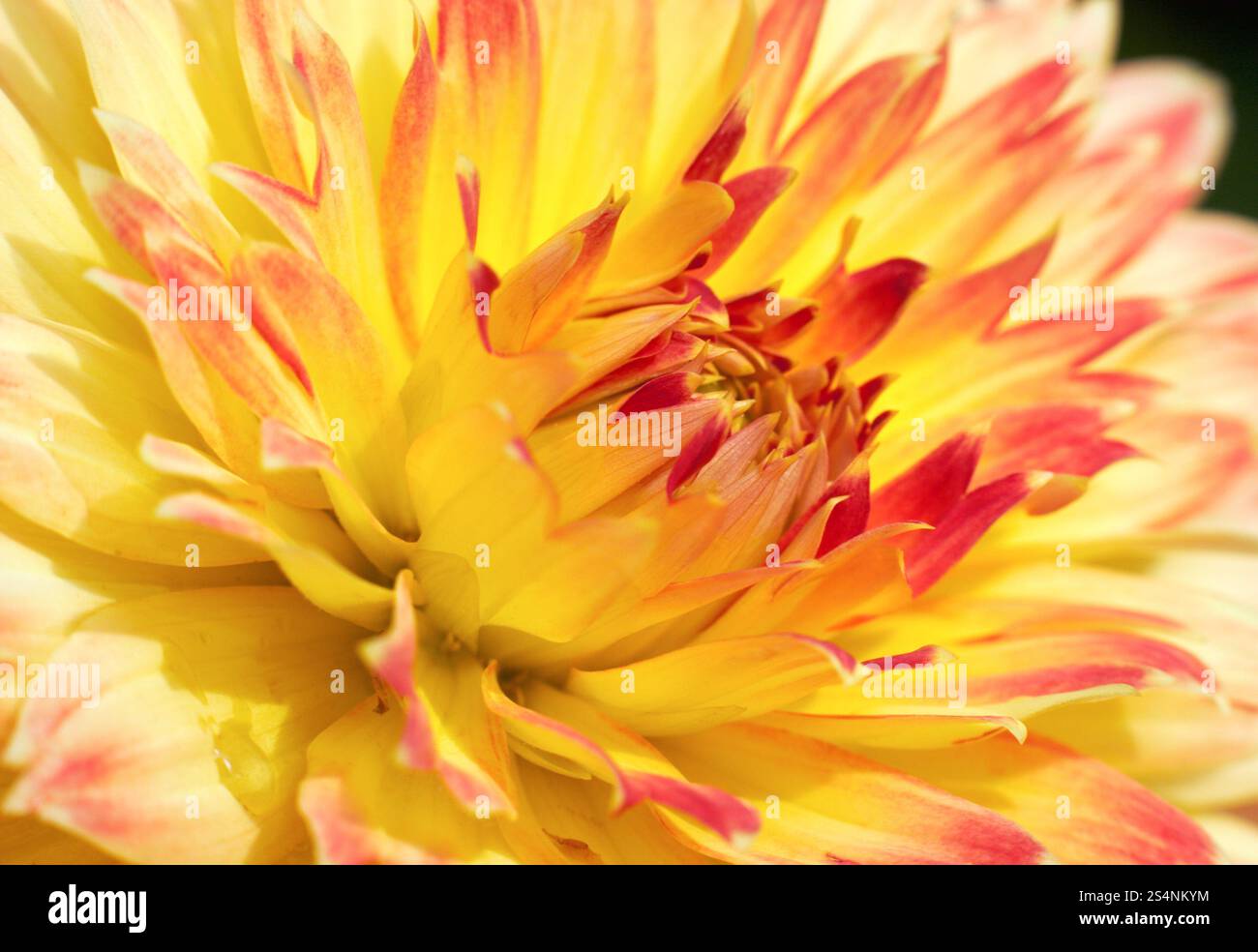 Close-up rouge-jaune Dahlia fleur comme au jardin Banque D'Images