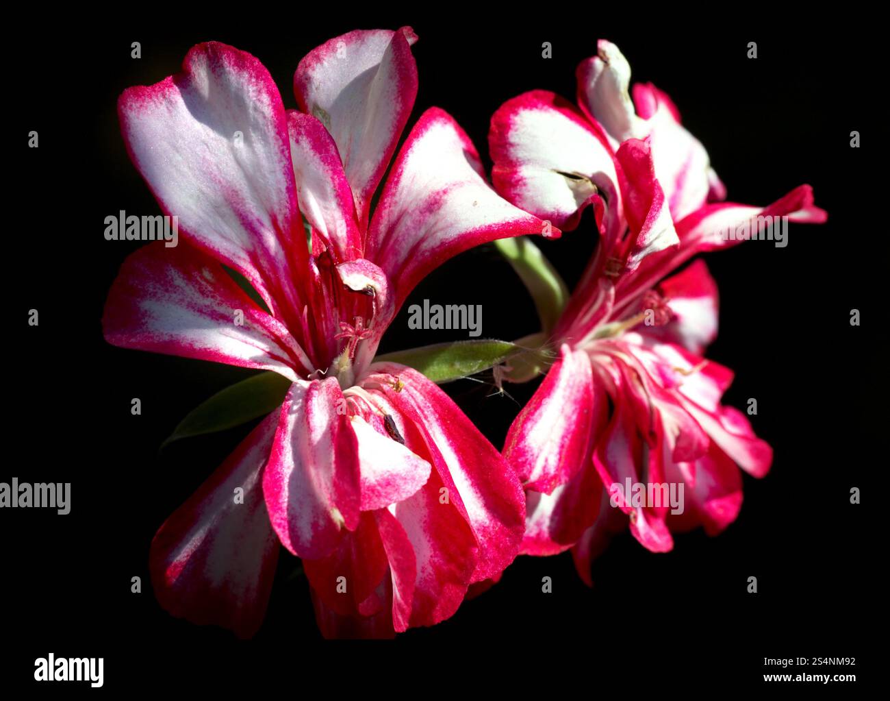 Grappe de fleurs rouge-blanc dans le jardin Banque D'Images
