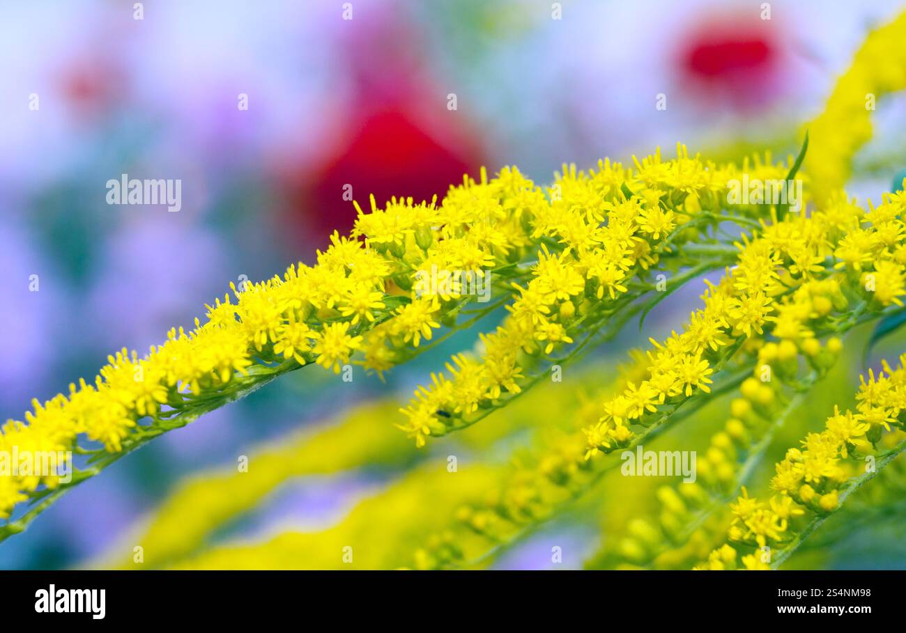 Fleur jaune brindille dans son jardin d'été Banque D'Images